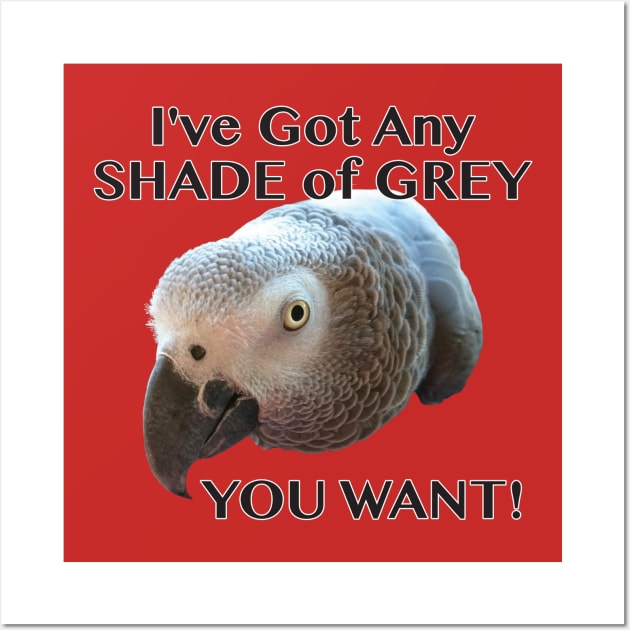 Any Shade of Grey - African Grey Parrot Wall Art by Einstein Parrot